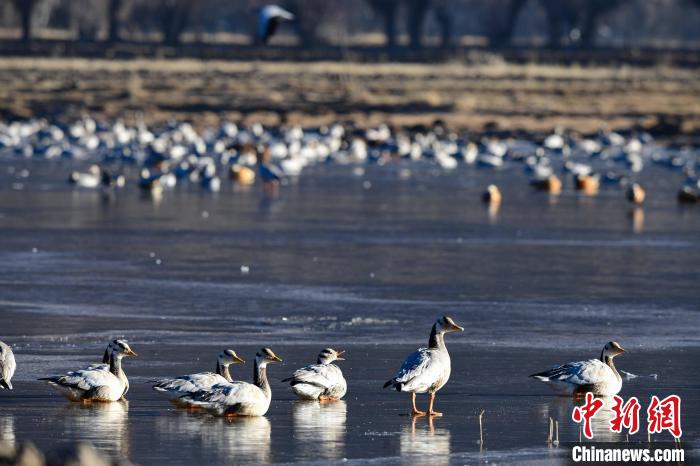 圖為拉薩市林周縣境內(nèi)越冬的候鳥。　貢嘎來(lái)松 攝