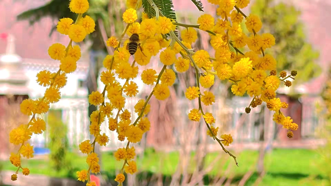 蜜蜂吮吸著金合歡花蕊里的蜂蜜。