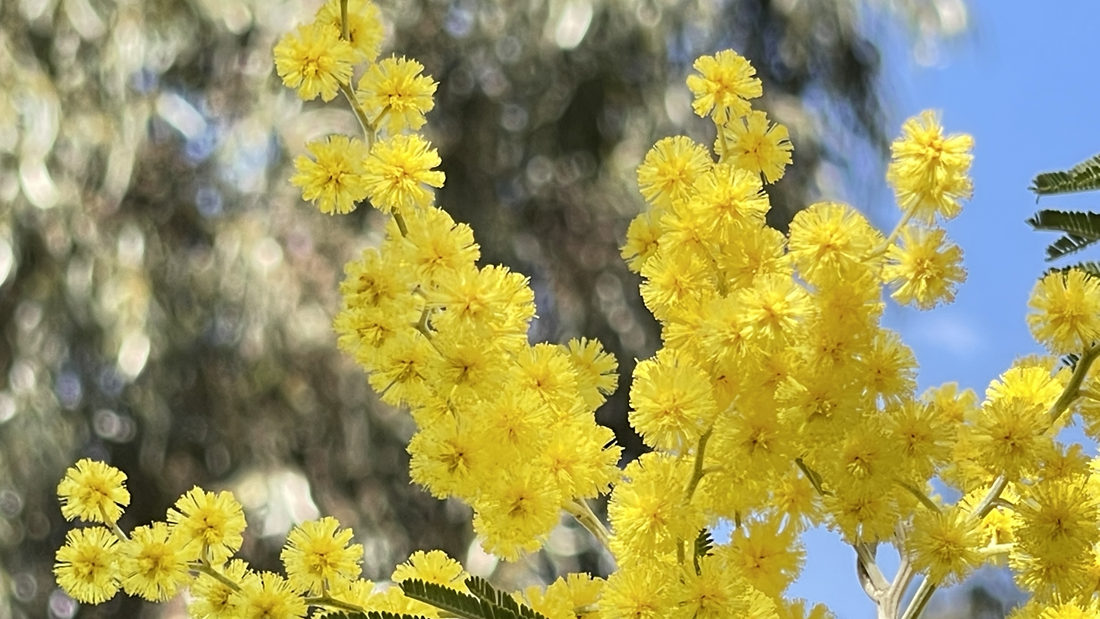 金光燦燦的金合花。