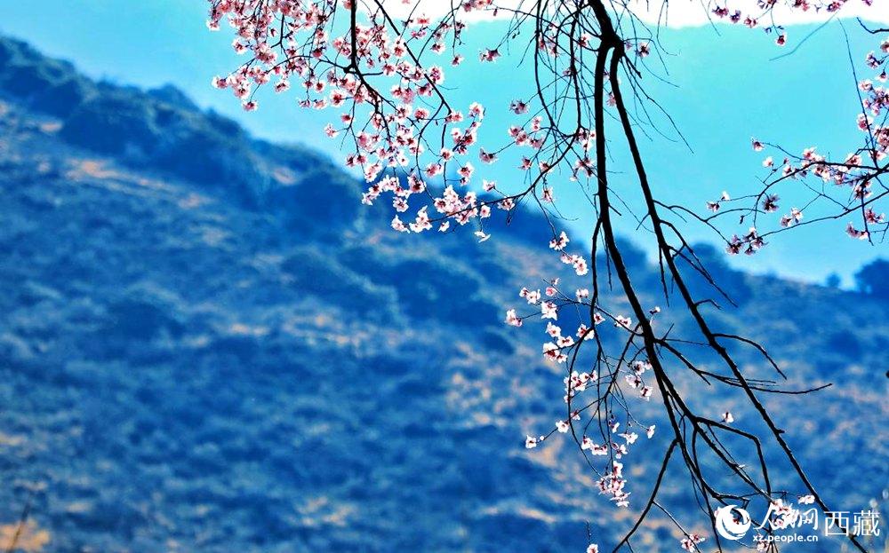 清麗的桃花。人民網(wǎng) 李海霞攝