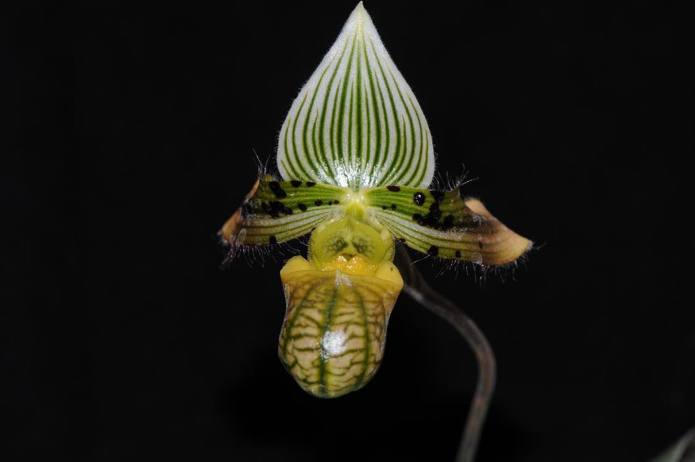 秀麗兜蘭。金效華攝