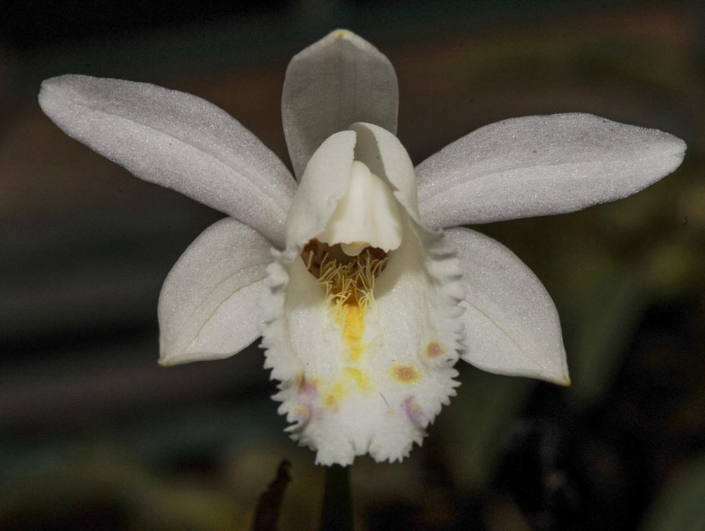 毛唇獨蒜蘭。 金效華攝