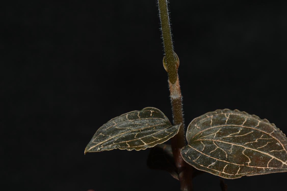 墨脫金線蘭。金效華攝