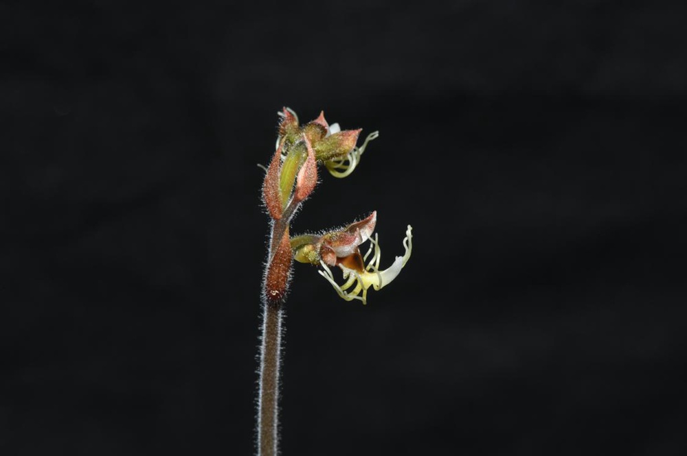 墨脫金線蘭。金效華攝