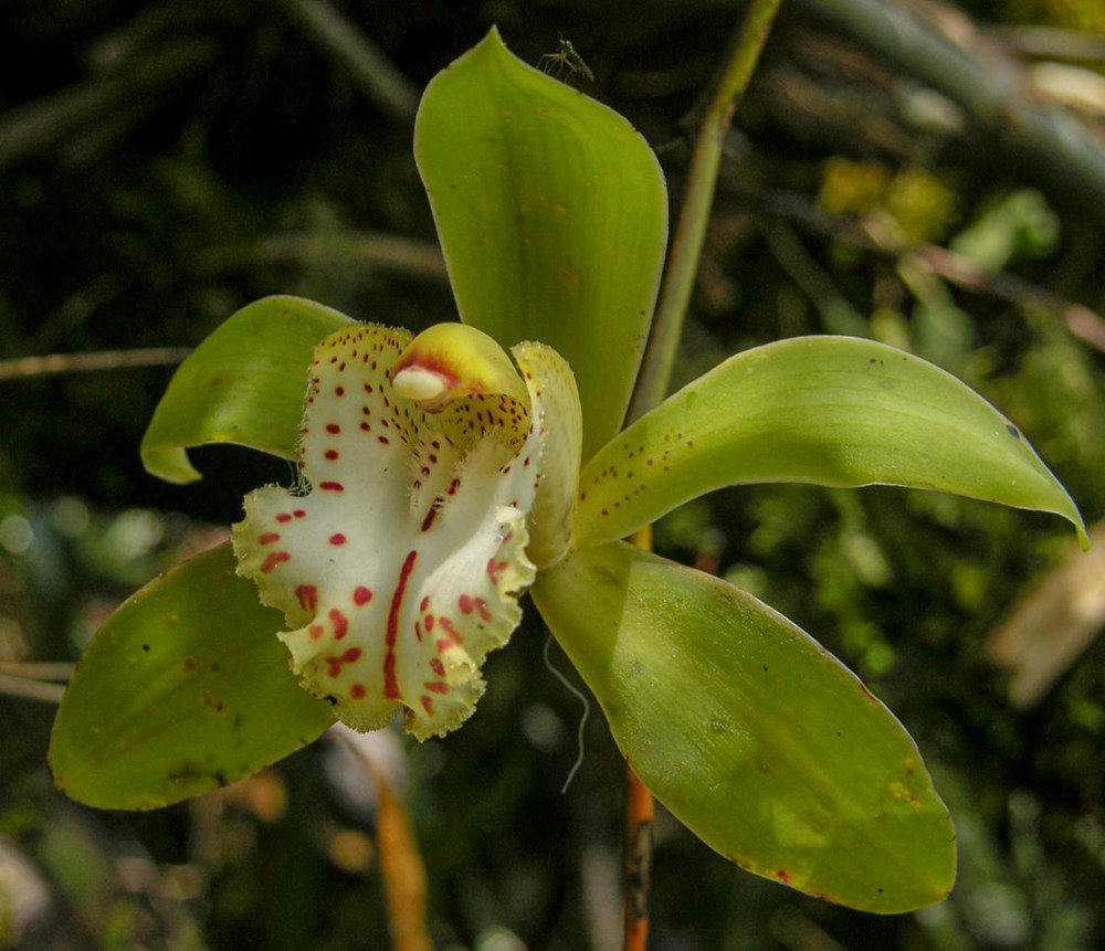 虎頭蘭。金效華攝