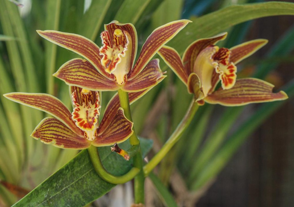 黃嬋蘭。李劍武攝