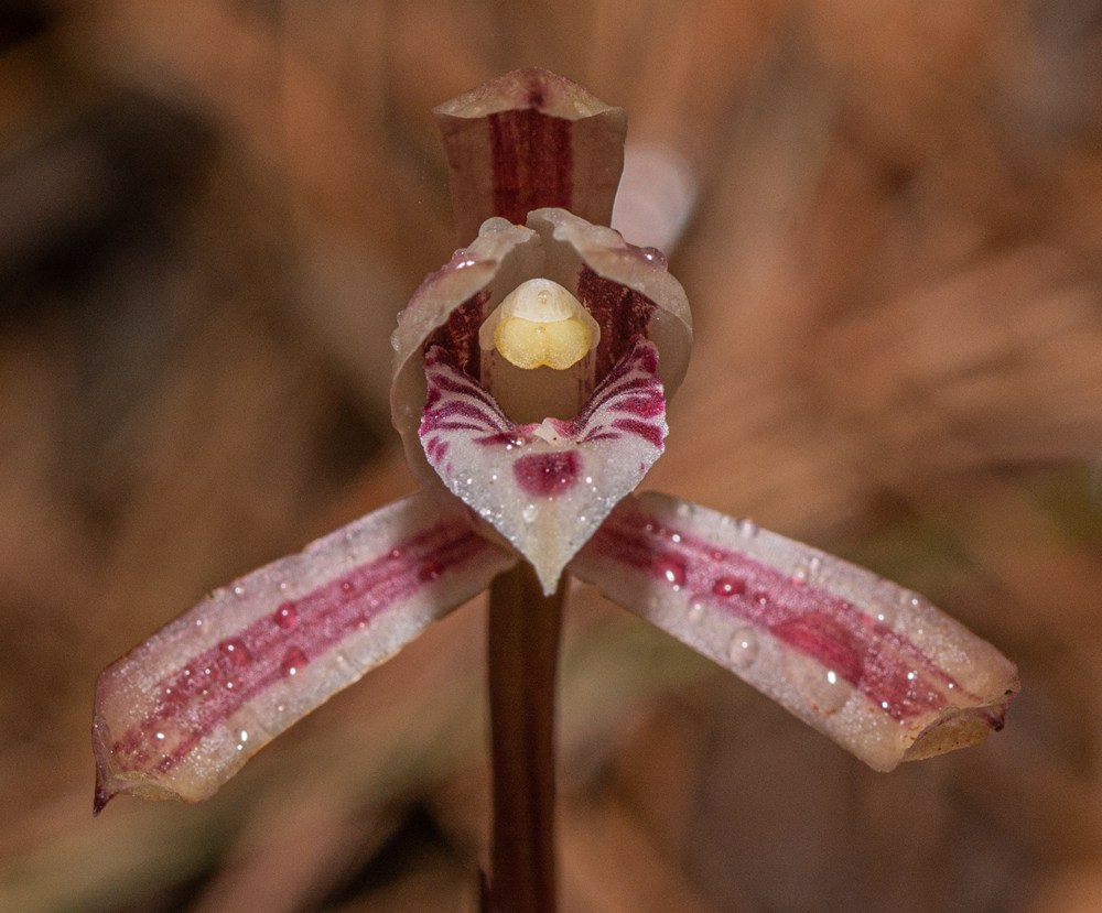 大根蘭。葉超攝
