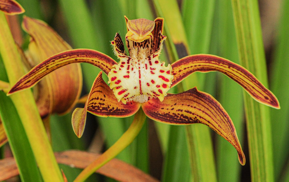 西藏虎頭蘭。李劍武攝