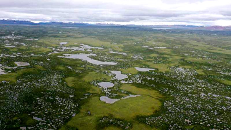 麥地卡濕地。