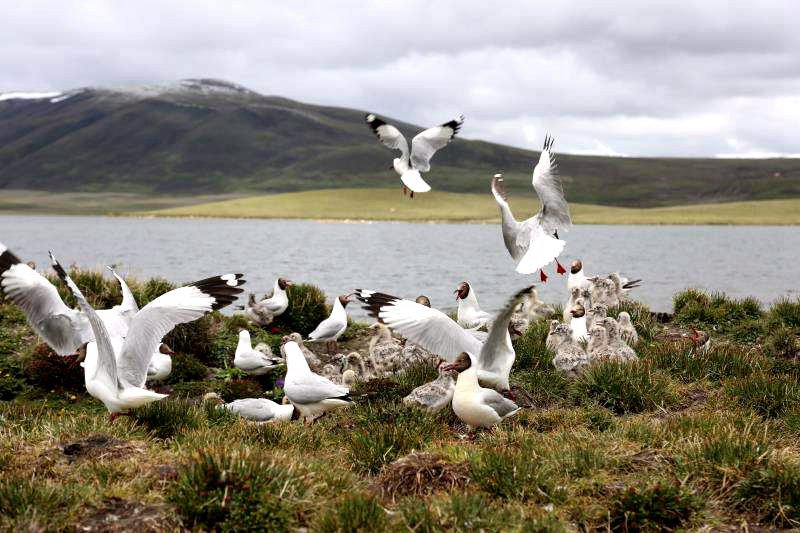 棲息的候鳥。