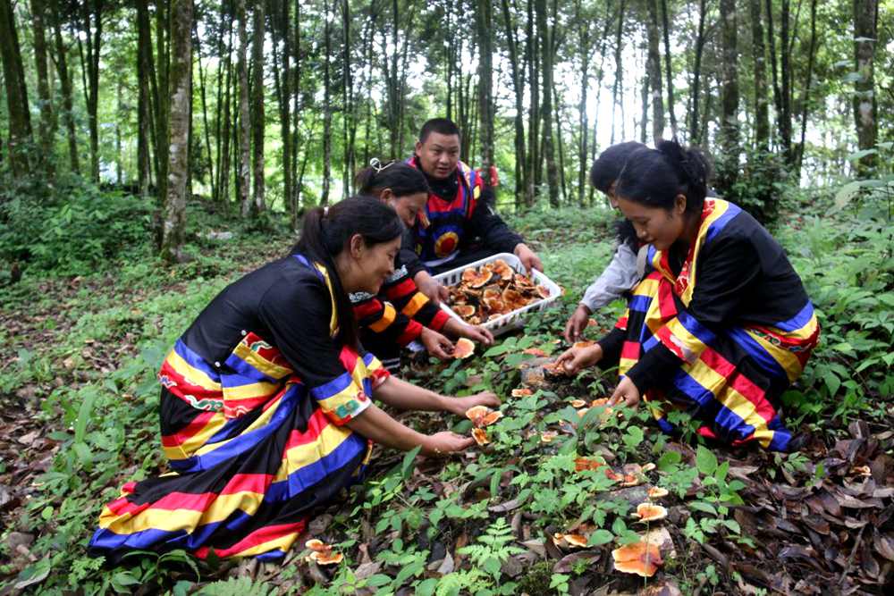 身著民族服的村民正在采摘靈芝。次仁央宗攝