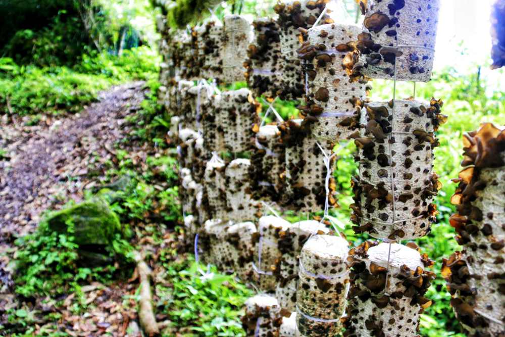 生長(zhǎng)中的木耳。次仁央宗攝