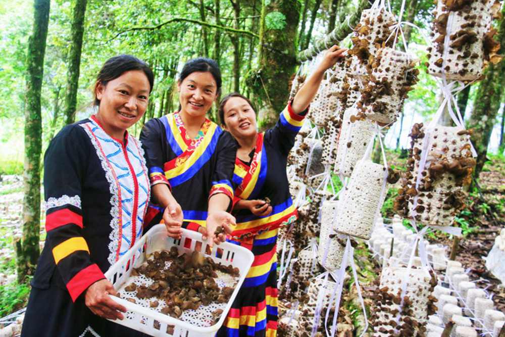 木耳產(chǎn)量頗豐。次仁央宗攝