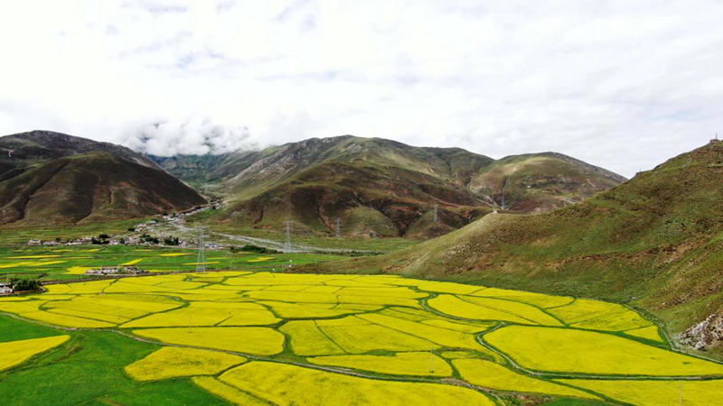 金燦燦的油菜花。洛克攝