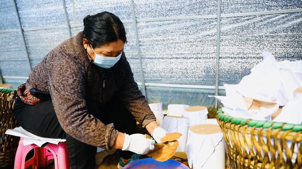 采收靈芝孢子粉。