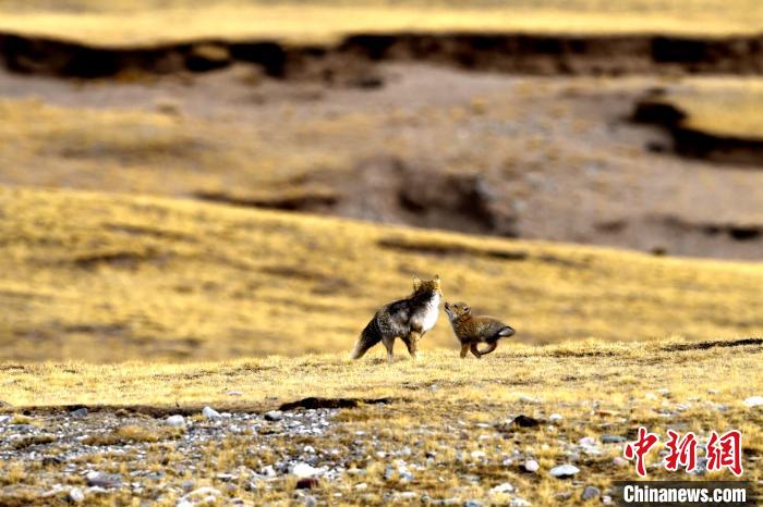 來(lái)自媽媽的愛(ài)！高原藏狐母子嬉戲畫(huà)面暖人心