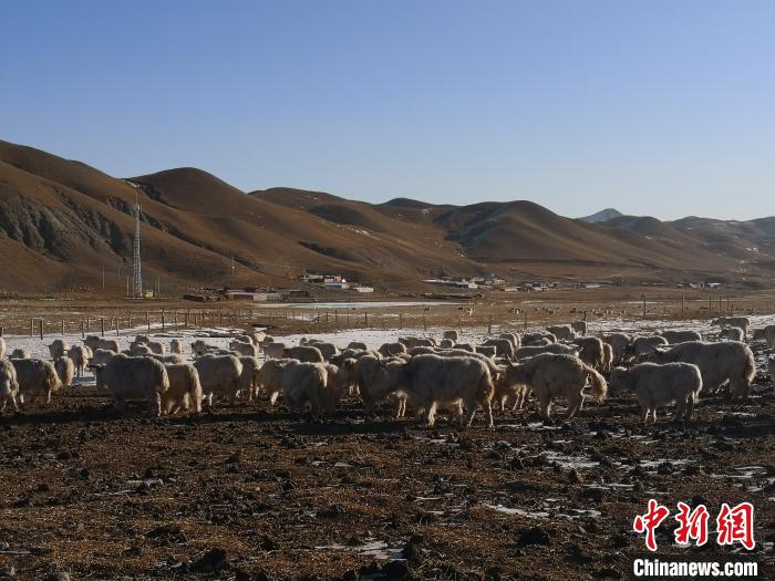 圖為甘肅天祝白牦牛。(資料圖) 南如卓瑪 攝