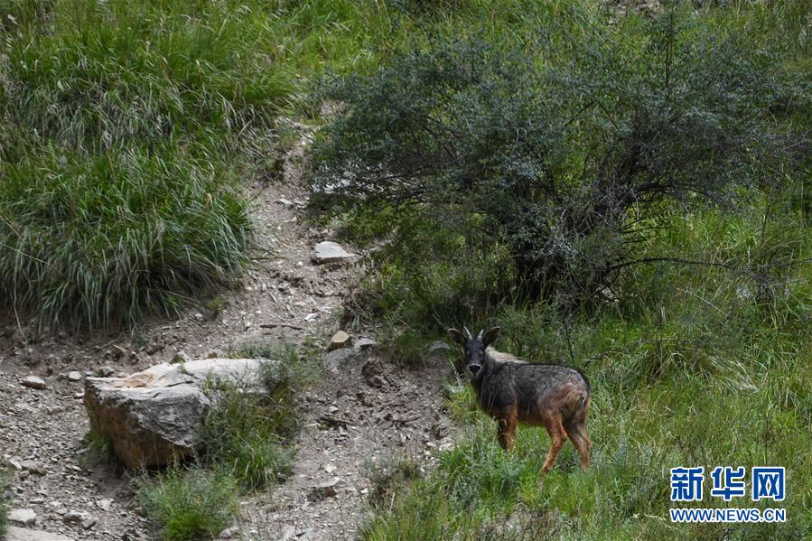(環(huán)境)(2)中華鬣羚現(xiàn)身青海玉樹