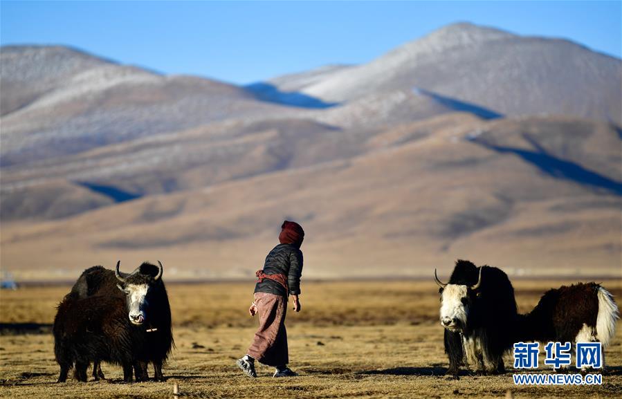 (社會(huì))(3)青海稱(chēng)多:生態(tài)畜牧業(yè)奏響牧歌