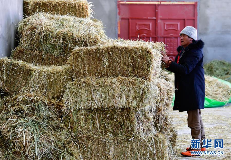 (圖文互動(dòng))(1)備足糧草好過(guò)冬——青海稱(chēng)多縣采訪(fǎng)見(jiàn)聞