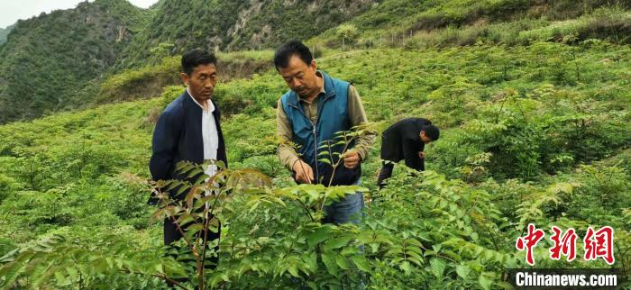 圖為張金利調(diào)研適合阿拉村種植的農(nóng)作物，經(jīng)過不斷改良技術(shù)后，產(chǎn)量大大提高。(資料圖)甘肅省水利廳供圖