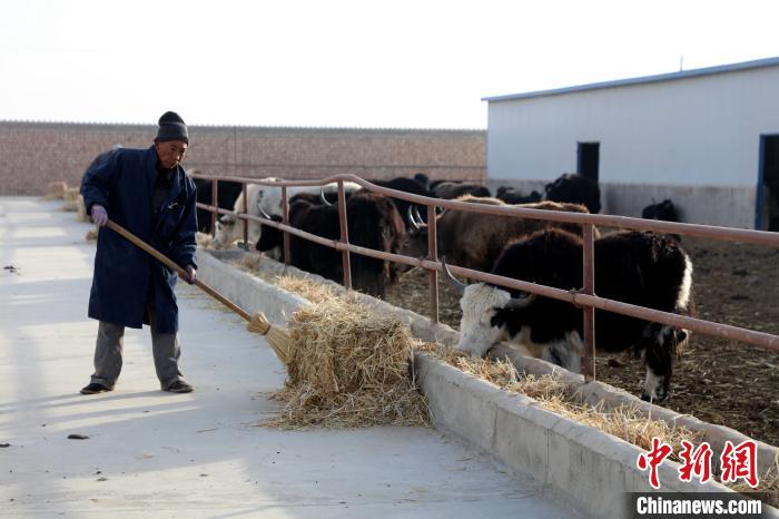 柴達(dá)木盆地蓮湖村:讓致富村民生活“牛”起來(lái)