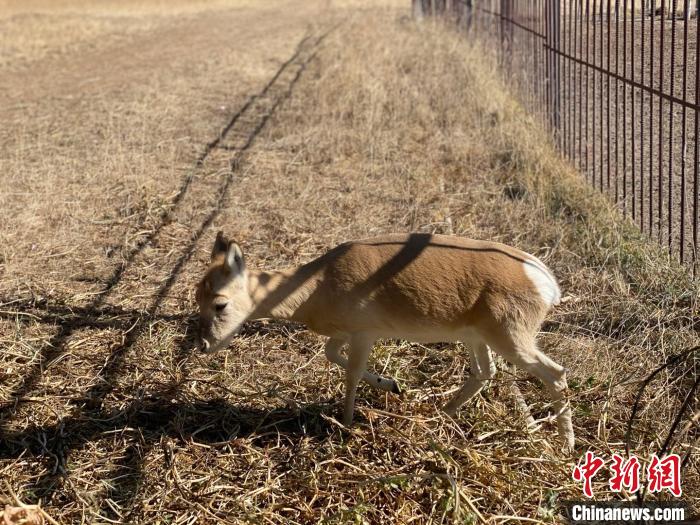 圖為普氏原羚?！±罱瓕?攝