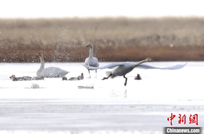 四川省阿壩州若爾蓋縣麥溪鄉(xiāng)的大天鵝。　安源 攝
