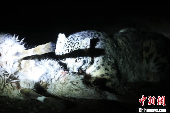 長江源、瀾滄江源啟動旗艦物種雪豹及棲息地保護項目