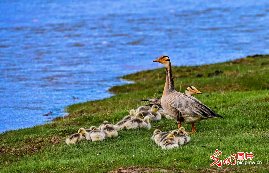 三江源國家公園正式設立，這是青海生態(tài)文明建設的新答卷