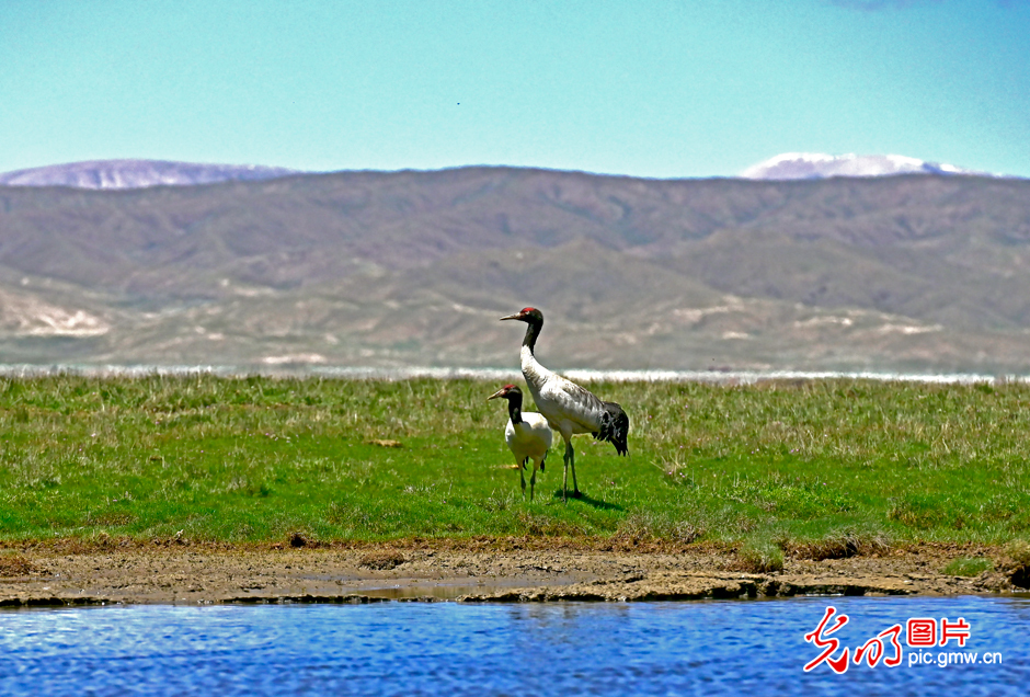 三江源國家公園正式設立，這是青海生態(tài)文明建設的新答卷