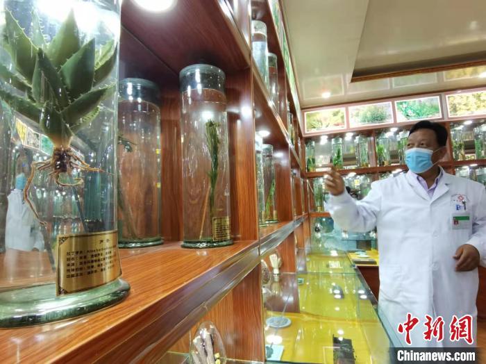 甘肅省甘南藏族自治州碌曲縣藏醫(yī)院副院長(zhǎng)看照加近30年的從醫(yī)工作，堅(jiān)持中藏醫(yī)特色優(yōu)勢(shì)相結(jié)合診療方法。　張婧 攝