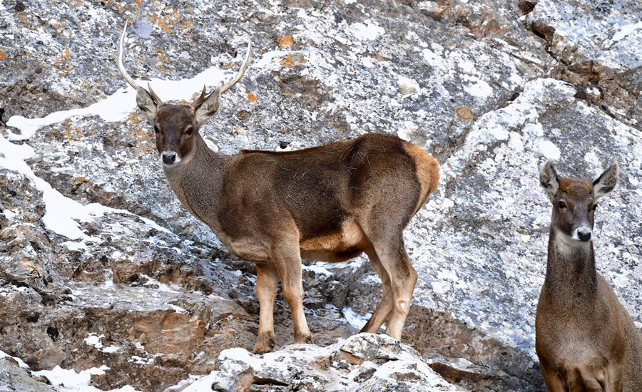 活躍在青海省海西州柏樹山的白唇鹿。巴圖那生攝