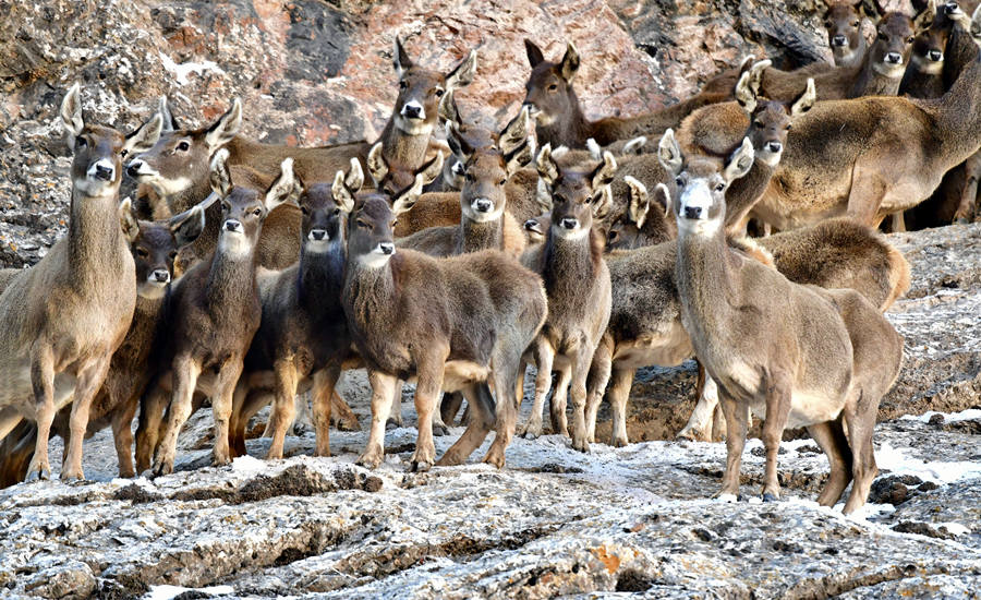 活躍在青海省海西州柏樹山的白唇鹿。巴圖那生攝