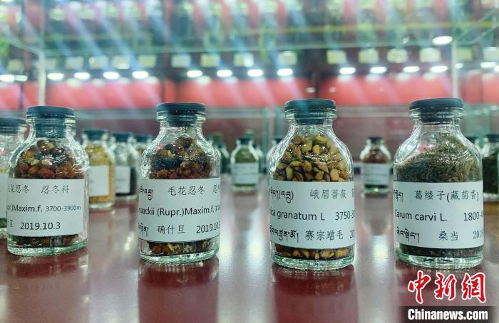 圖為海拔3500米以上珍貴草藥種子。　馬銘言 攝