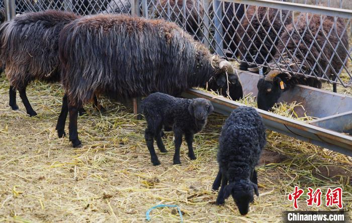 圖為黑藏羊及小羊羔正在吃草?！●R銘言 攝