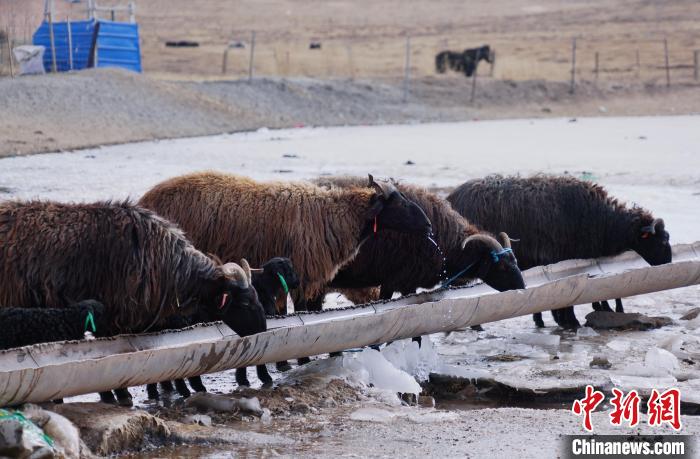 圖為黑藏羊正在喝水。　馬銘言 攝
