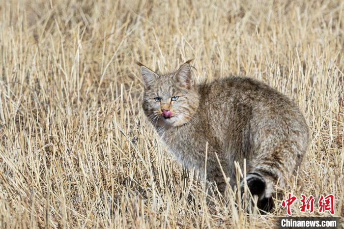 圖為拍攝到的荒漠貓?！O春生 攝