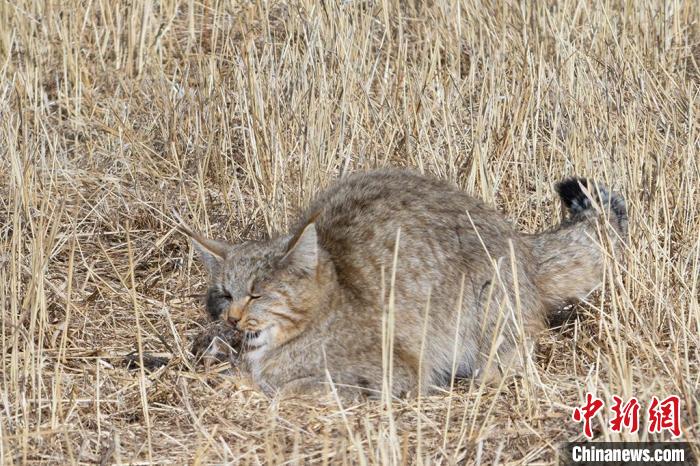 圖為拍攝到的荒漠貓?！≡S明遠(yuǎn) 攝