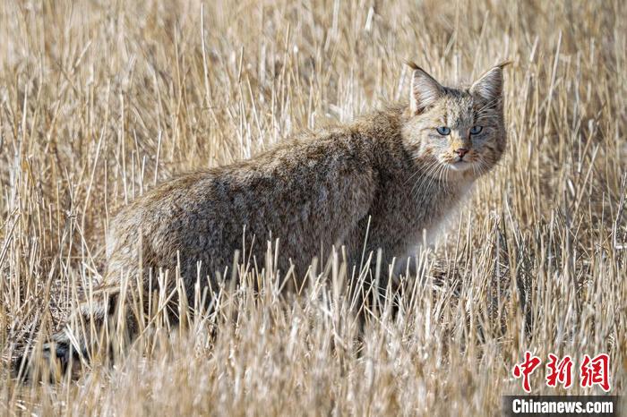 圖為拍攝到的荒漠貓?！≡S明遠(yuǎn) 攝