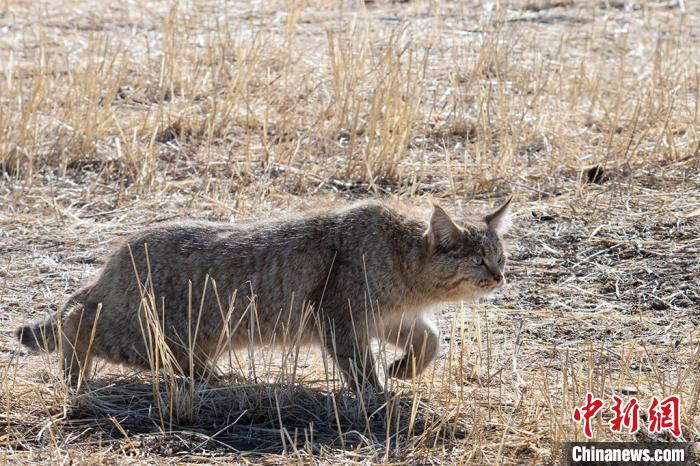 圖為拍攝到的荒漠貓?！O春生 攝