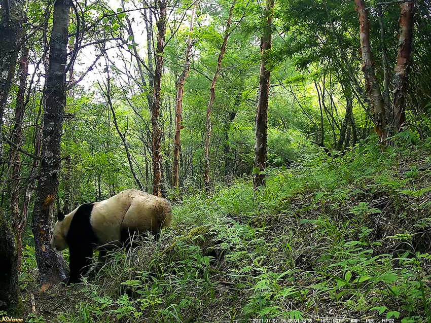 紅外相機(jī)拍攝到的野生大熊貓。平武縣融媒體中心供圖