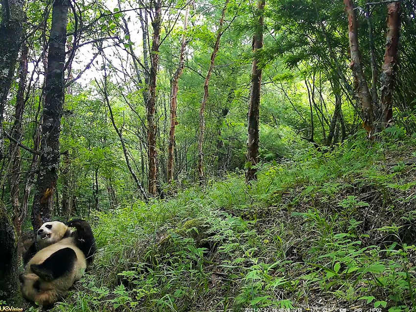 紅外相機(jī)拍攝到的野生大熊貓。平武縣融媒體中心供圖