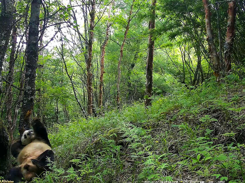 紅外相機(jī)拍攝到的野生大熊貓。平武縣融媒體中心供圖