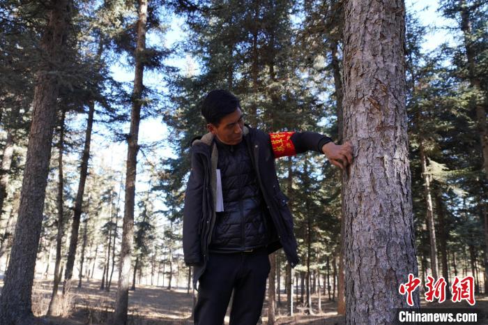 圖為桑杰加檢查林場樹木是否有病蟲害。　馬銘言 攝