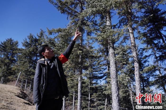 圖為桑杰加介紹林場(chǎng)樹木?！●R銘言 攝