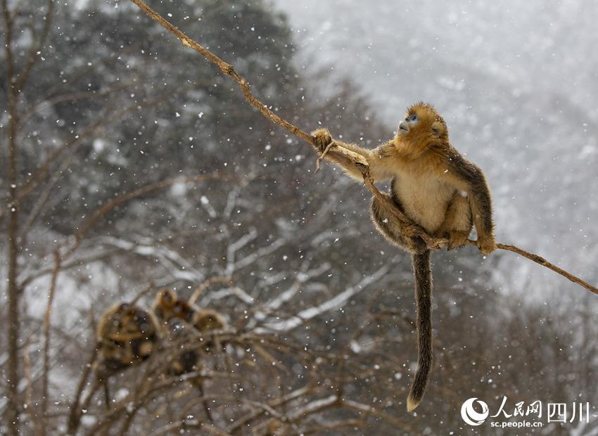 雪中嬉戲的川金絲猴。鐘歡攝