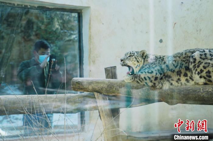 圖為雪豹“奶爸”史壽軍正在直播?！●R銘言 攝