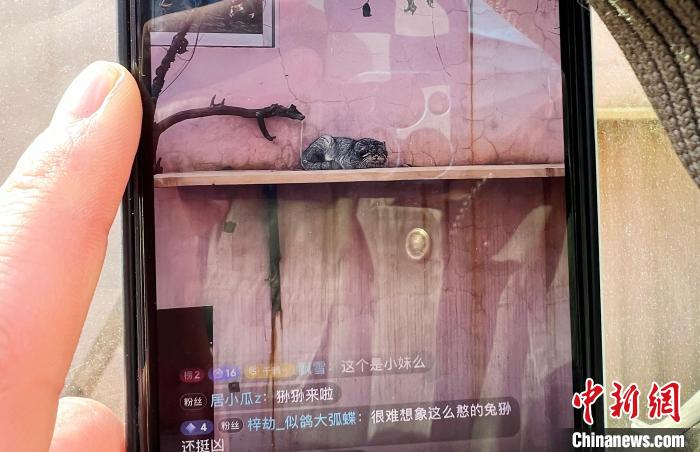 圖為雪豹“奶爸”史壽軍正在直播?！●R銘言 攝
