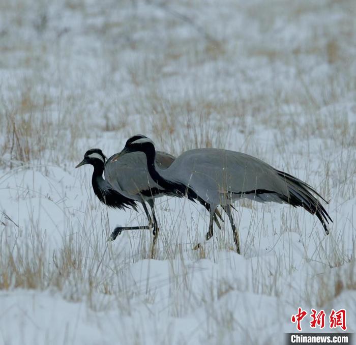 在若爾蓋濕地的蓑羽鶴?！∩袞|機(jī) 攝
